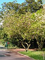 Magnolia cv inconnu (fam Magnoliacees) (Photo F. Mrugala) (4)